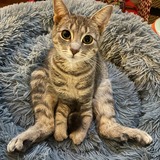 Entry image for Rickety Cricket