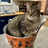 Entry image for Chonk