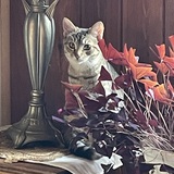 Entry image for Morlah