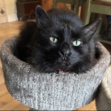 Entry image for Mystic 