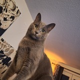 Entry image for Vladimir