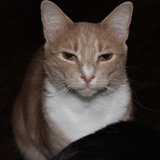 Entry image for Biscuit