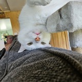 Entry image for Dusty