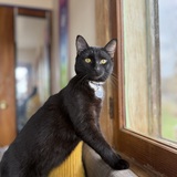 Entry image for Cooper