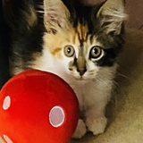 Entry image for Princess 