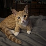 Entry image for Obi Wan-Kenobi