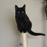 Entry image for Razz