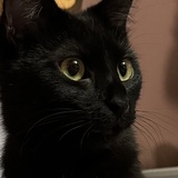 Entry image for Paddie