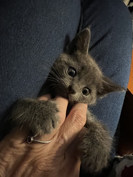 Entry image for Nermal. Clicking this image will show a larger photo