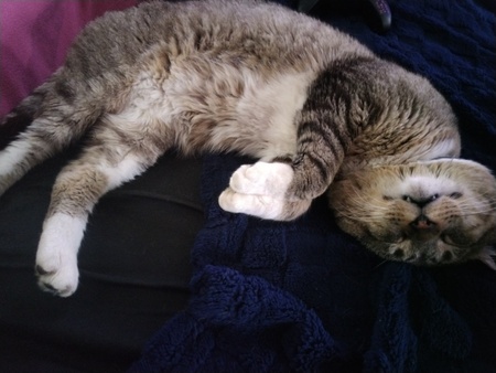 Entry image for Fatty tabby . Clicking this image will show a larger photo