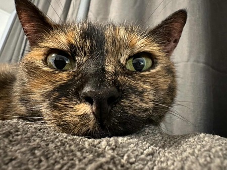 Entry image for Stella. Clicking this image will show a larger photo