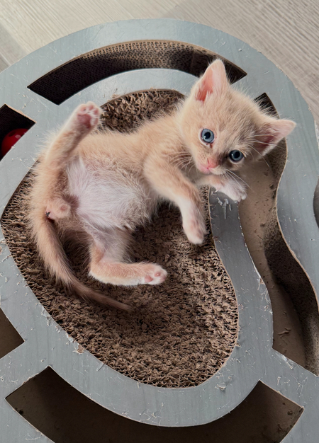 Entry image for Stuart Little . Clicking this image will show a larger photo