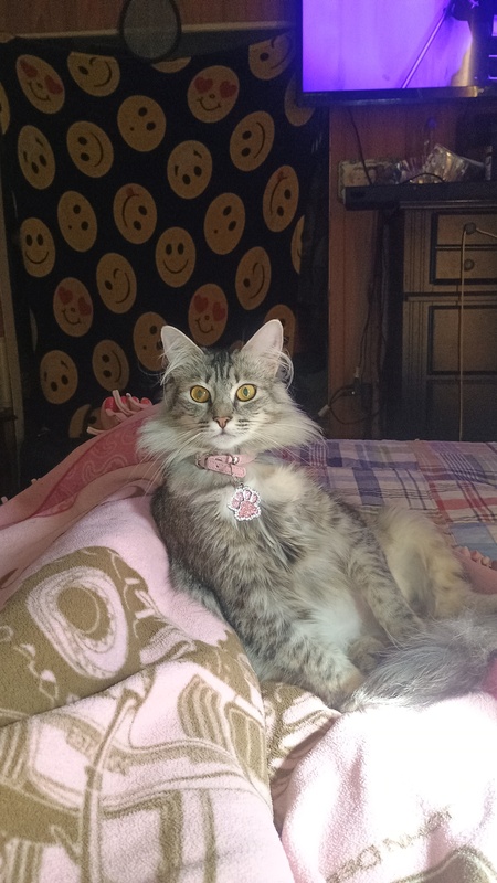 Entry image for Start light . Clicking this image will show a larger photo