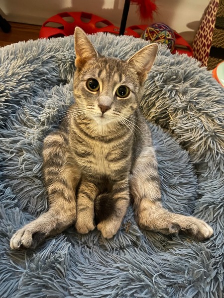 Entry image for Rickety Cricket. Clicking this image will show a larger photo