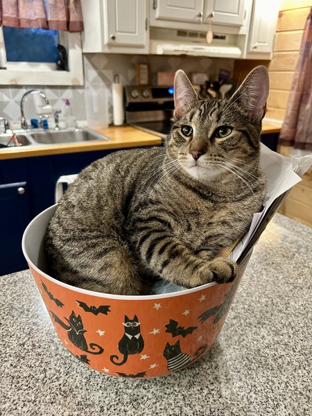 Entry image for Chonk. Clicking this image will show a larger photo