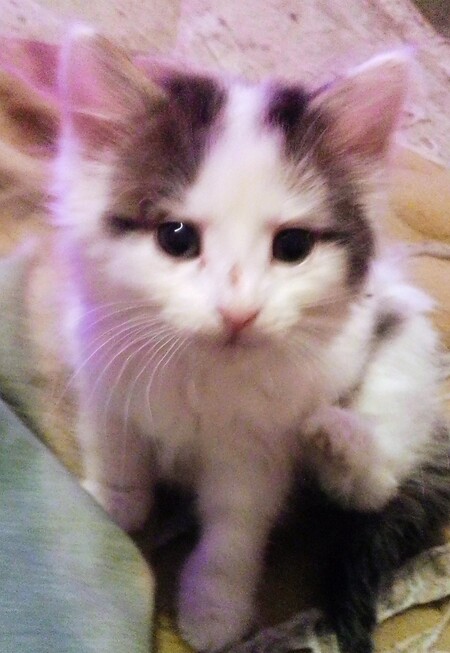 Entry image for Jezebel. Clicking this image will show a larger photo