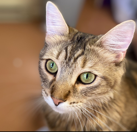 Entry image for Milo. Clicking this image will show a larger photo