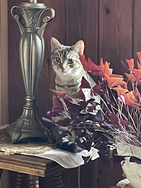 Entry image for Morlah. Clicking this image will show a larger photo