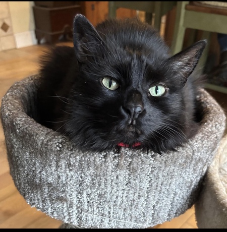 Entry image for Mystic . Clicking this image will show a larger photo