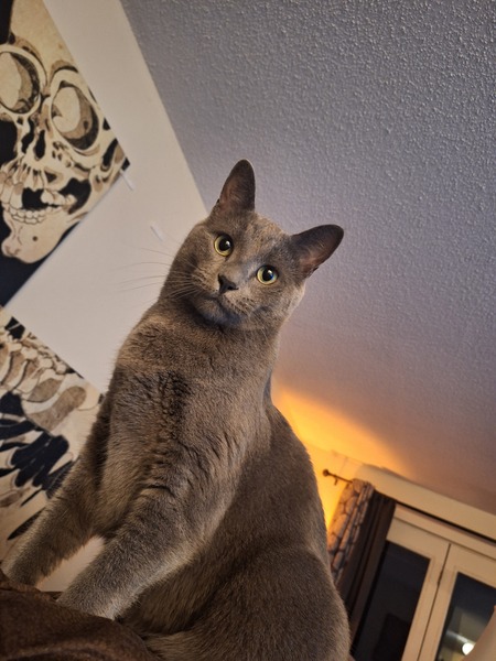 Entry image for Vladimir. Clicking this image will show a larger photo