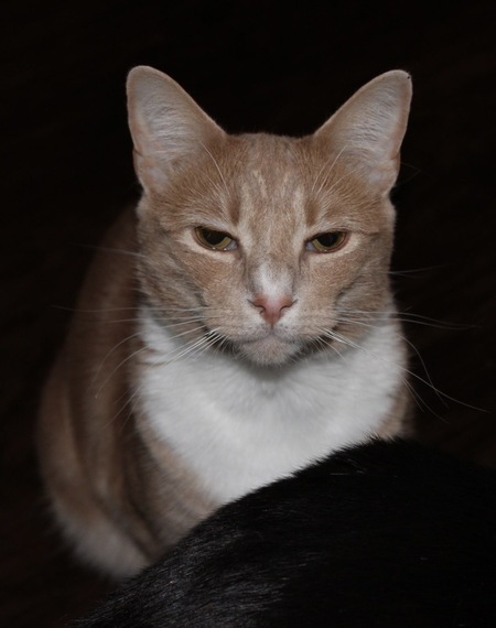 Entry image for Biscuit. Clicking this image will show a larger photo