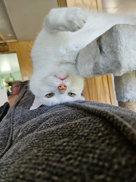 Entry image for Dusty. Clicking this image will show a larger photo