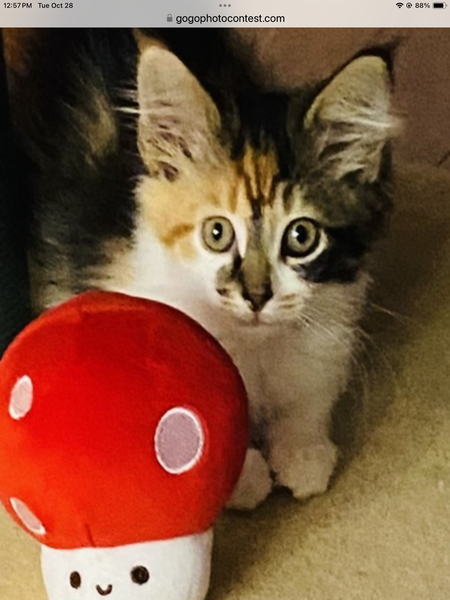 Entry image for Princess . Clicking this image will show a larger photo