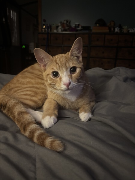 Entry image for Obi Wan-Kenobi. Clicking this image will show a larger photo