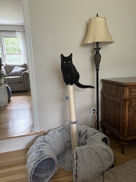 Entry image for Razz. Clicking this image will show a larger photo