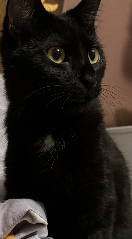 Entry image for Paddie. Clicking this image will show a larger photo