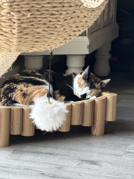 Entry image for Chloe . Clicking this image will show a larger photo