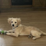 Entry image for Lacey 