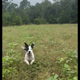 Entry image for Penelope