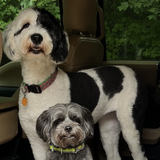 Entry image for Dolly & Chester