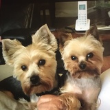 Entry image for Angel & Holly