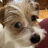 Entry image for Abbie