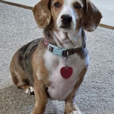 Entry image for RUFUS