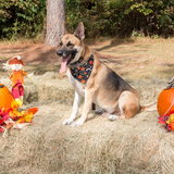 Entry image for Ranger