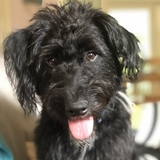 Entry image for Pepper