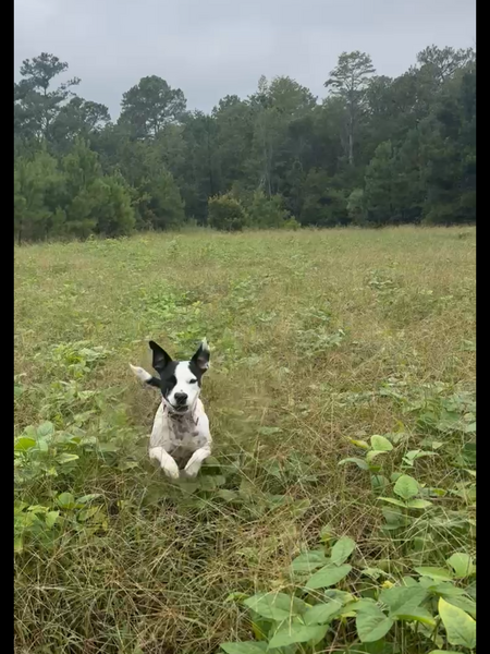 Entry image for Penelope. Clicking this image will show a larger photo
