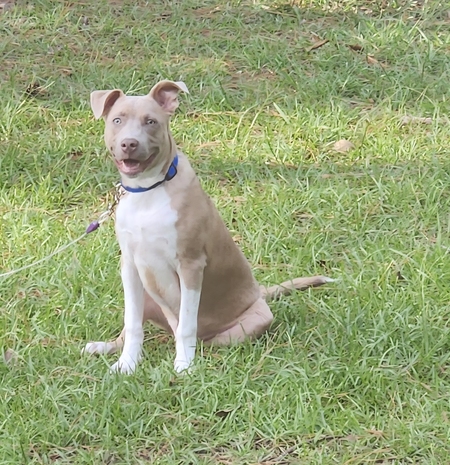 Entry image for Draco. Clicking this image will show a larger photo