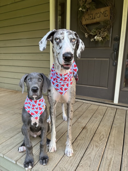 Entry image for Reign and Rylee. Clicking this image will show a larger photo