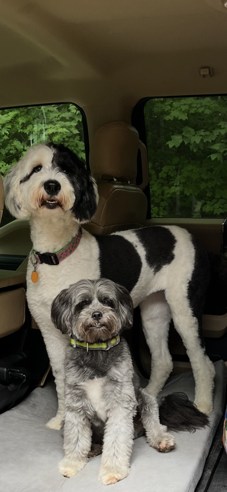Entry image for Dolly & Chester. Clicking this image will show a larger photo