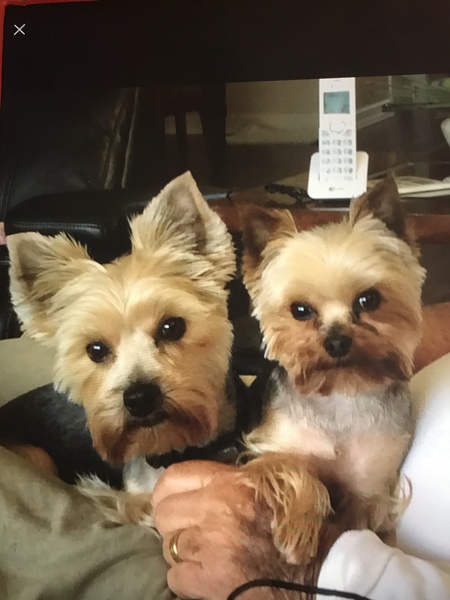 Entry image for Angel & Holly. Clicking this image will show a larger photo