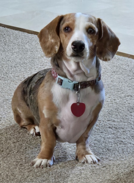 Entry image for RUFUS. Clicking this image will show a larger photo