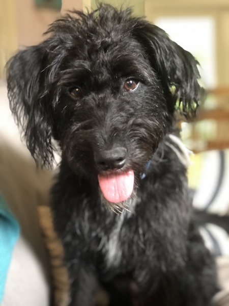 Entry image for Pepper. Clicking this image will show a larger photo