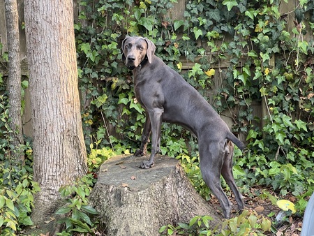 Entry image for Bluebelle. Clicking this image will show a larger photo