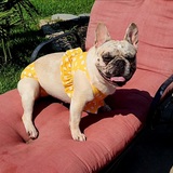 Entry image for Lily