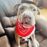 Entry image for Bodie