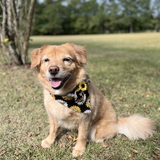 Entry image for Sadie